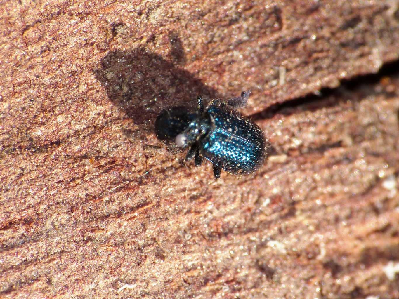 Necrobia violacea? No.  Korynetes cf. pusillus (Cleridae)